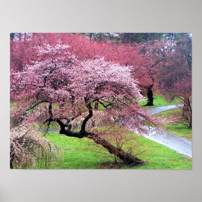 Poster Cherry Blossom Lane (Frente)