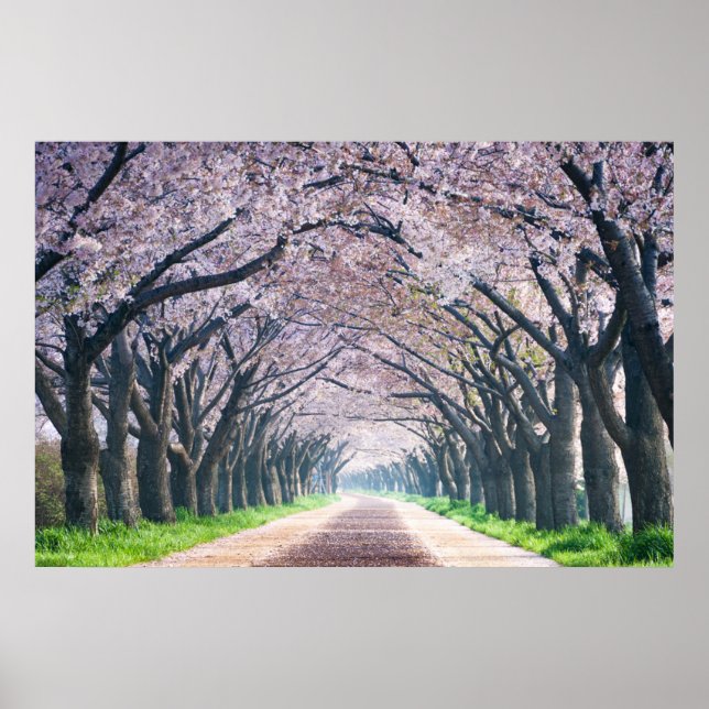Poster Cherry Blossom Lane (Frente)
