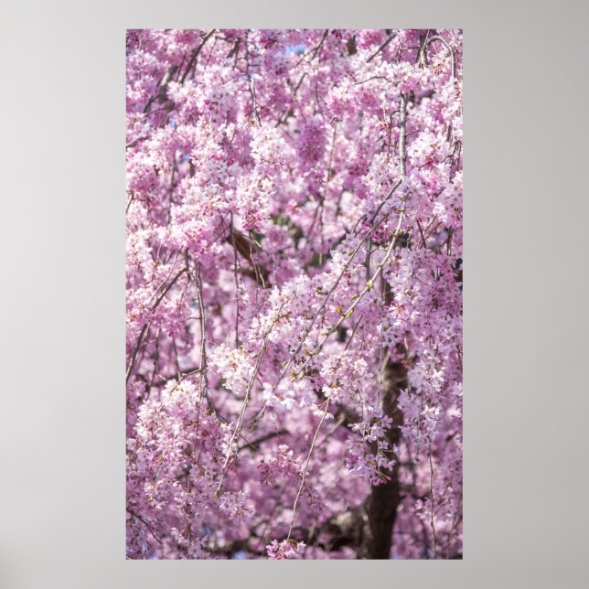 Poster Cherry Blossom Primavera (Frente)