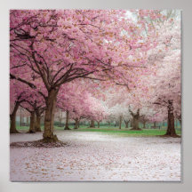 Cherry Blossom Serenity - Peaceful Primavera Park