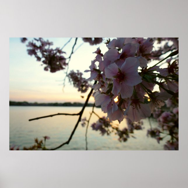 Póster Cherry Blossom Sunset em Washington DC (Frente)