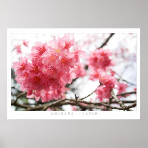 Póster Cherry Blossoms