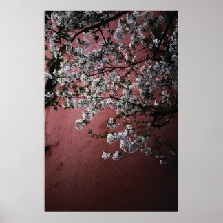 Poster Cherry Blossoms