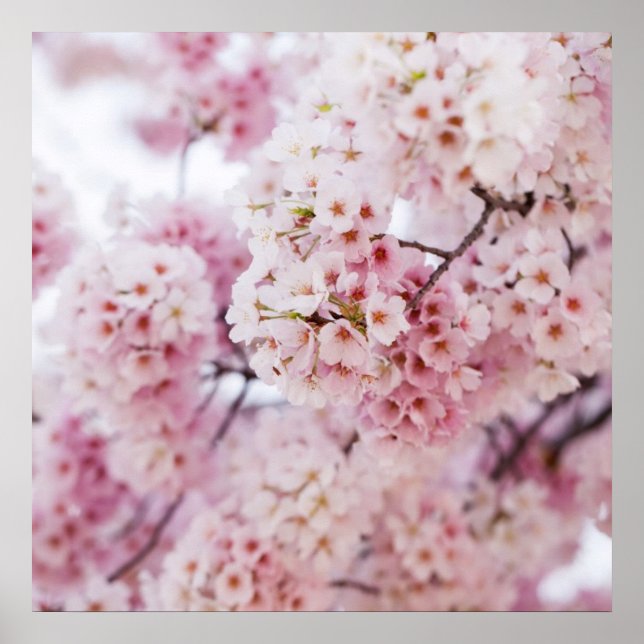 Poster Cherry Blossoms (Frente)