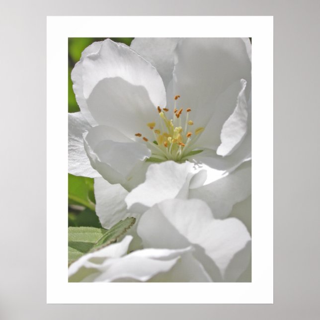 Póster Cherry Blossoms (Frente)