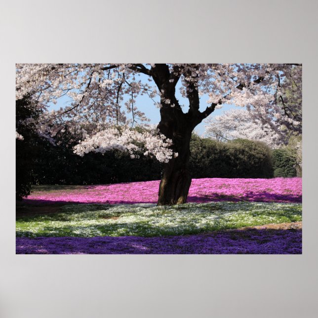 PÓSTER CHERRY BLOSSOMS (Frente)