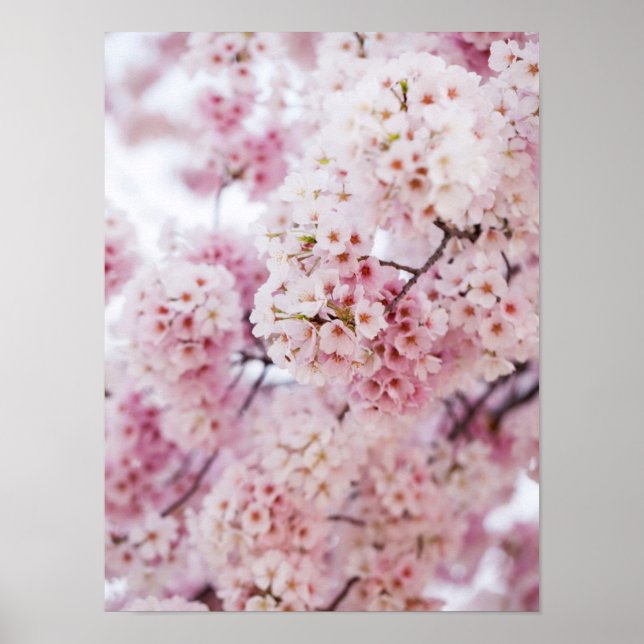 Póster Cherry Blossoms (Frente)