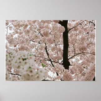 Poster Cherry Blossoms 1