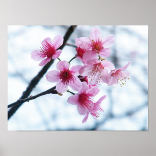Póster Cherry Blossoms - A