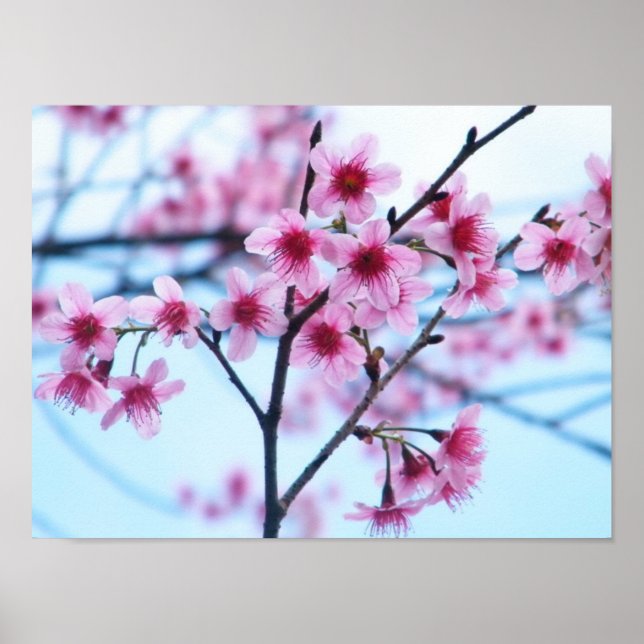 Poster Cherry Blossoms - B (Frente)