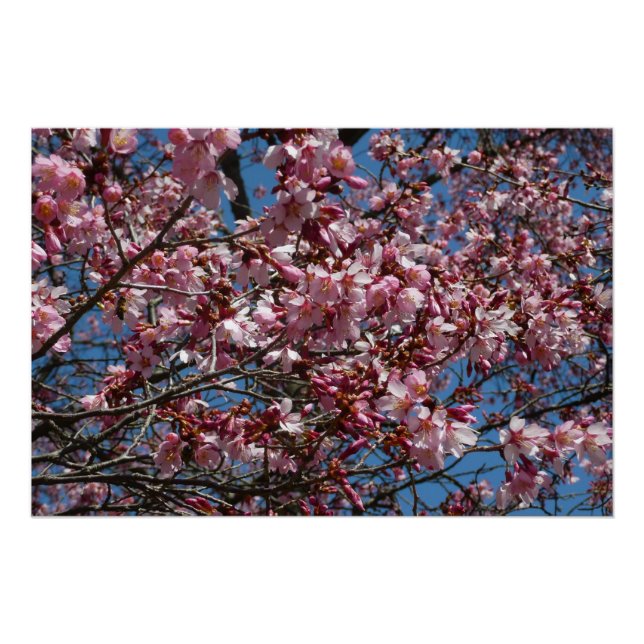 Póster Cherry Blossoms e Blue Sky Primavera Floral (Frente)