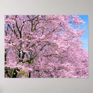 Poster Cherry Blossoms em Bloom
