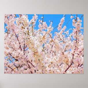 Poster Cherry Blossoms em Bloom de Cheio