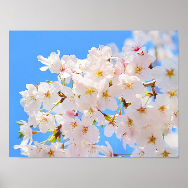 Poster Cherry Blossoms em Primavera (Frente)