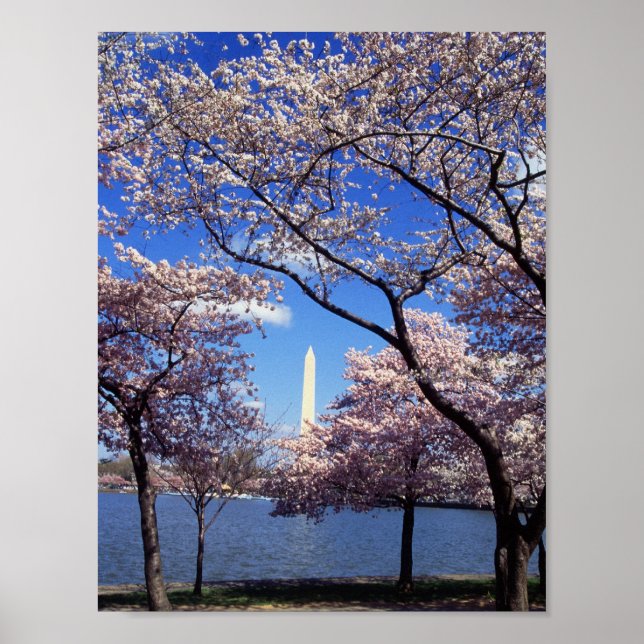 Póster Cherry Blossoms em Washington D.C. (Frente)
