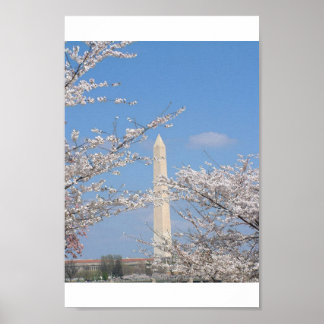Póster Cherry Blossoms em Washington DC