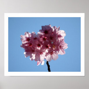 Poster Cherry Blossoms: Japan 