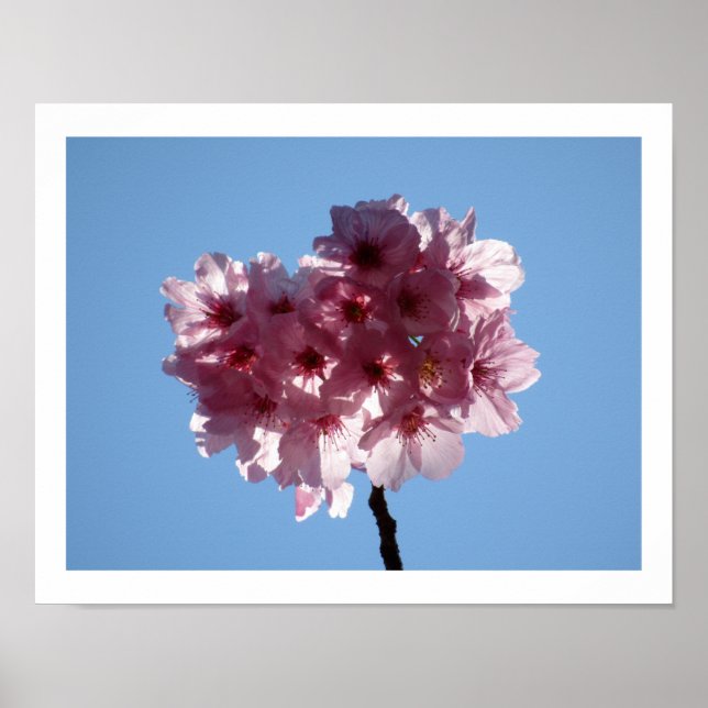 Poster Cherry Blossoms: Japão (Frente)