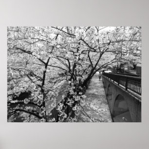 Poster Cherry Blossoms: Meguro River, Tokyo (black/white)