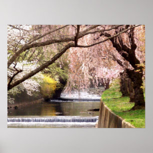 Póster Cherry Blossoms por Mill Stream