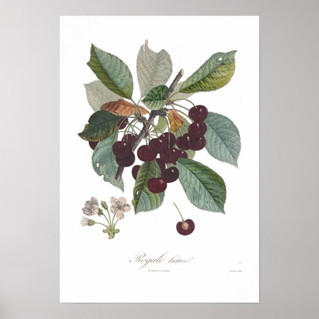 Poster Cherry,Early Royale (Frente)