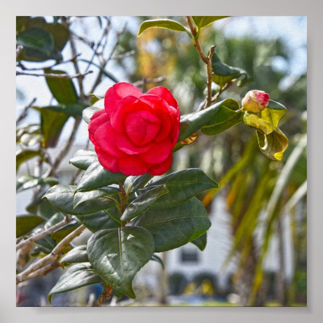 Poster Cherry Red Camellia Flower e Bud (Frente)