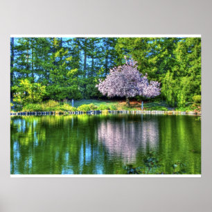 Poster Cherry Tree Blossoms