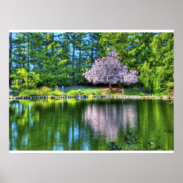 Poster Cherry Tree Blossoms (Frente)