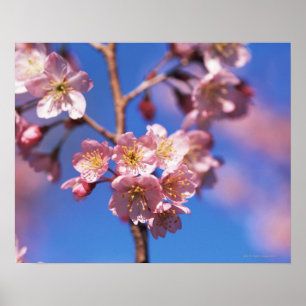 Póster Cherryblossom