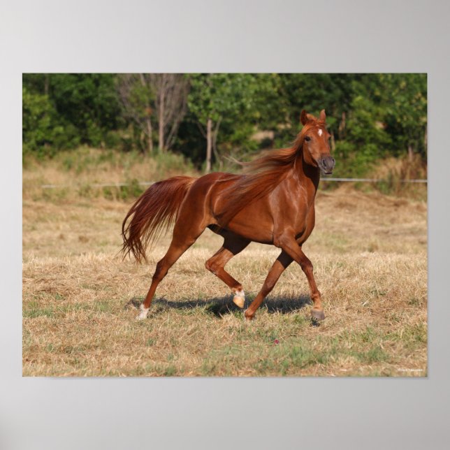Poster Chestnut Arab Running Mane Tail Fluindo (Frente)