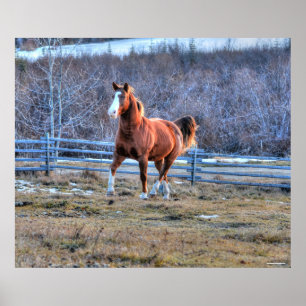 Poster Chestnut Horse Trotando uma Foto de Hill