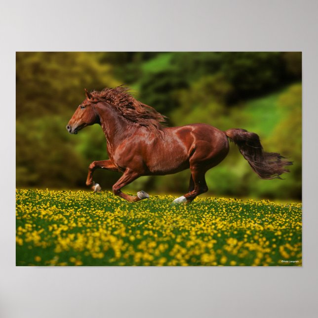 Poster Chestnut Lusitano Correndo Em Buttercups (Frente)
