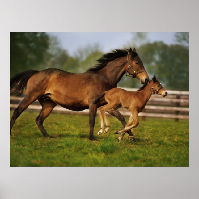 Poster Chestnut Mare & Foal puro (Frente)