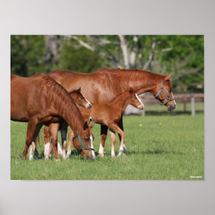 Poster Chestnut Quarter Horse Mares and Fotos