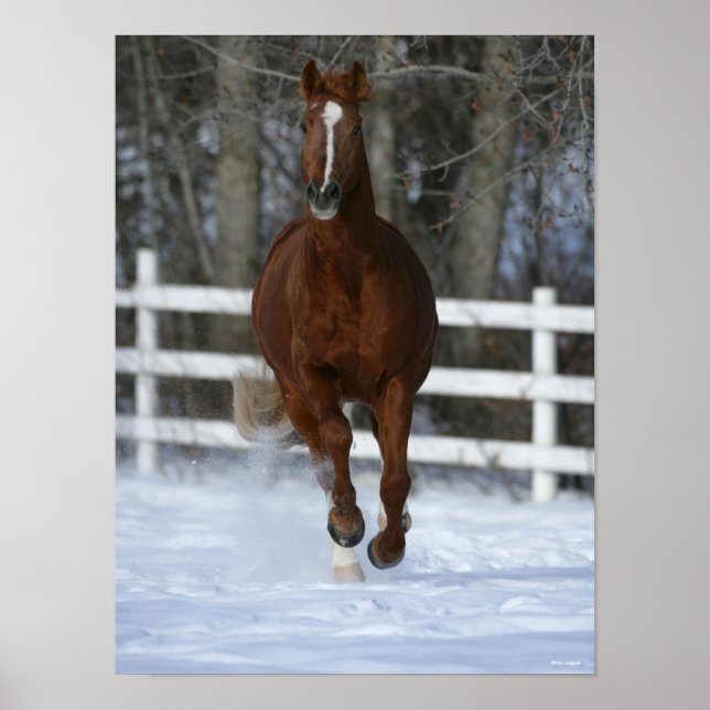 Poster Chestnut Trakehner Stallion Na Neve (Frente)