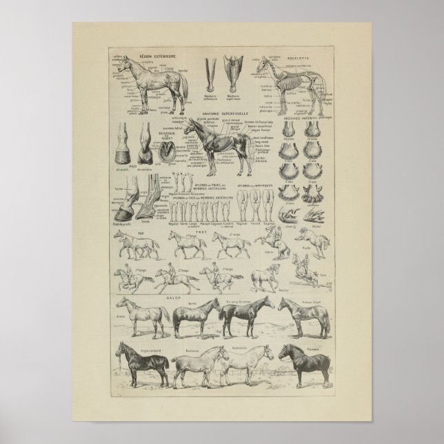 Poster Cheval Anatomie Aplobs Squelette Horse Anatomie (Frente)
