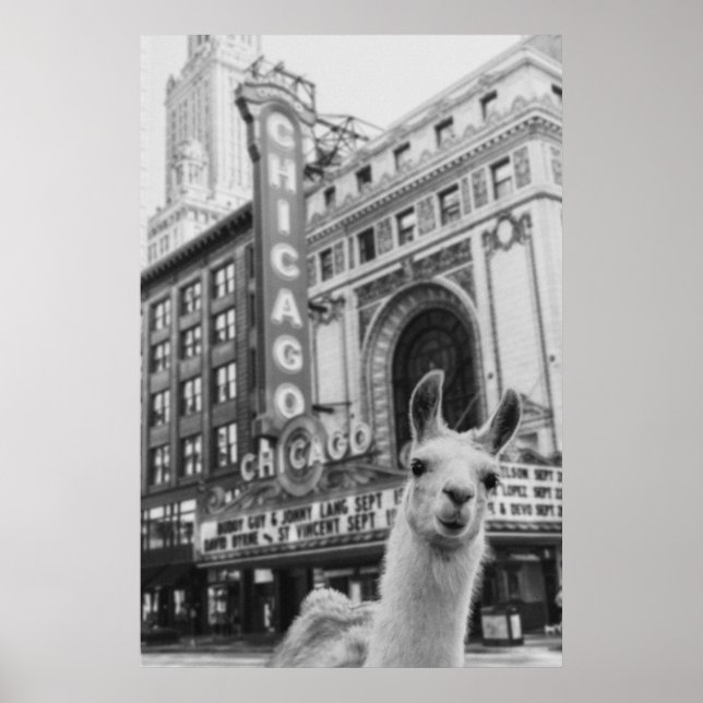 Poster Chicago Llama (Frente)