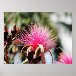 Póster Chichen Itza, Iucatão, México