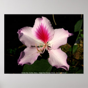 Póster Chichen Itza, Yucatan, Mexico