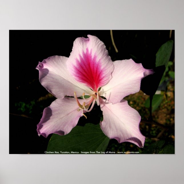 Póster Chichen Itza, Yucatan, México (Frente)