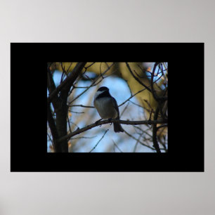 Póster Chickadee