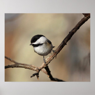 Póster Chickadee