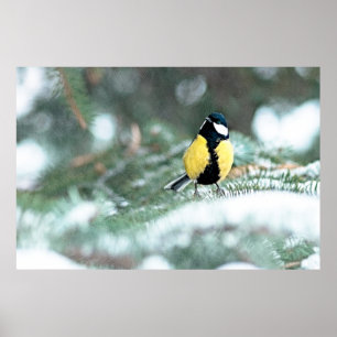 Póster Chickadee azul na árvore Spruce verde