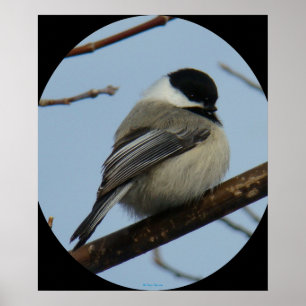 Póster Chickadee B43 tampado preto