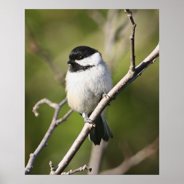 Póster Chickadee de cascas negras (Frente)
