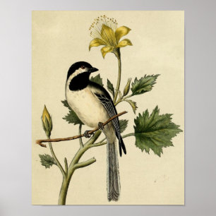 Póster Chickadee de cauda longa