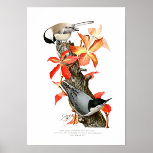 Poster Chickadee e pica-pau-cinzento