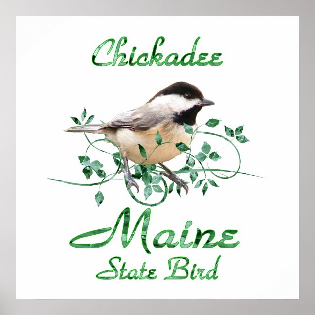 Póster Chickadee Maine State Bird (Frente)