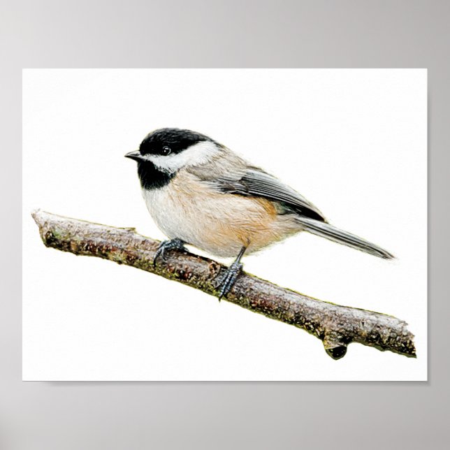 Póster Chickadee na Ramificação (Frente)