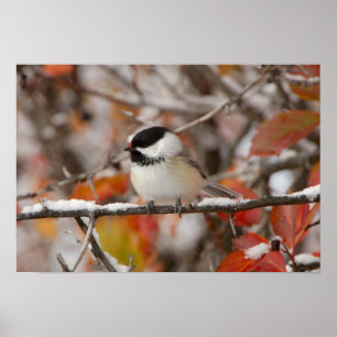 Poster Chickadee Preto-tampado adulto na neve, grande